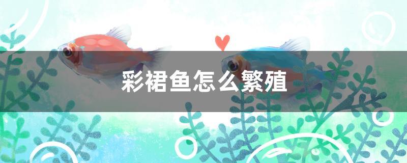 彩裙鱼怎么繁殖