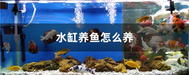 水缸养鱼怎么养