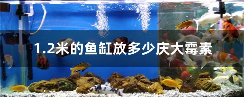 1.2米的鱼缸放多少庆大霉素 海水鱼（海水鱼批发）