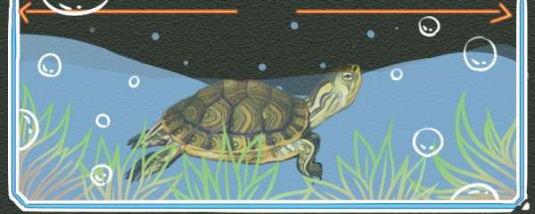 黄耳龟能一直放在深水养么，需要晒太阳吗