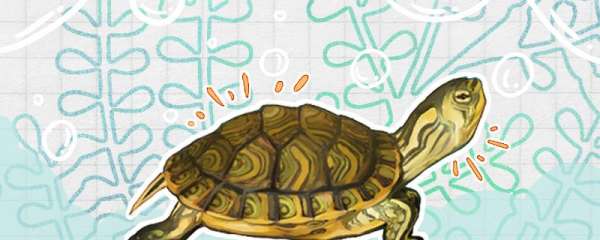 黄耳龟属于什么龟，怎么养