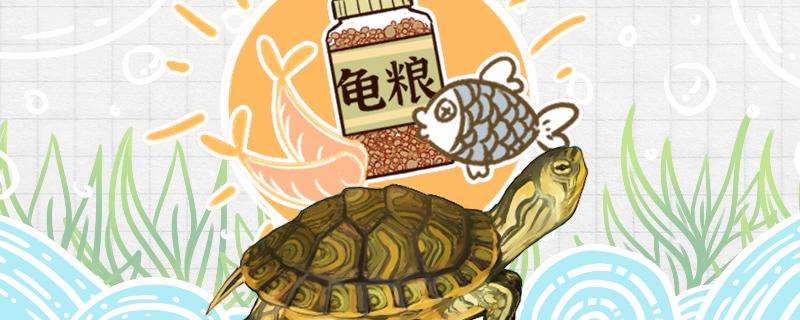 黄耳龟喂食方法，饲养方法
