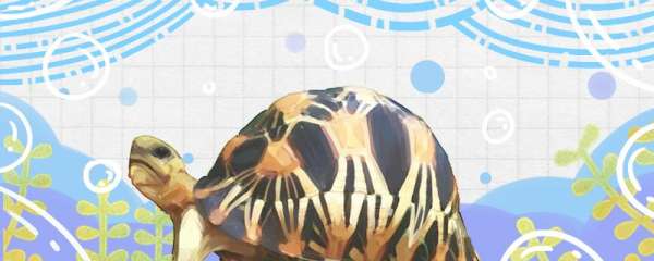 辐射陆龟寿命，辐射陆龟体长