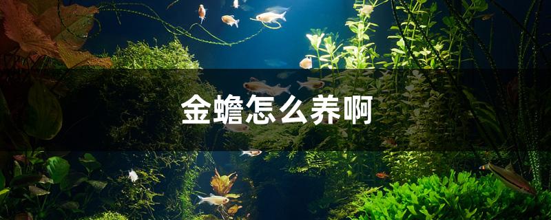 金蟾怎么养啊