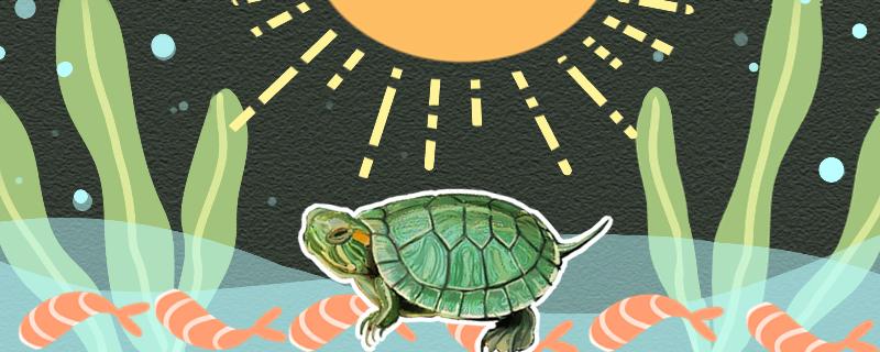 Are tortoises afraid of the sun? What should you pay attention to when you bask in the sun
