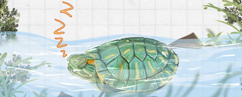 巴西龟软甲是什么原因，能自愈吗
