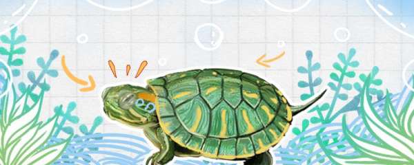 巴西龟龟壳翘起来了怎么回事，怎么办