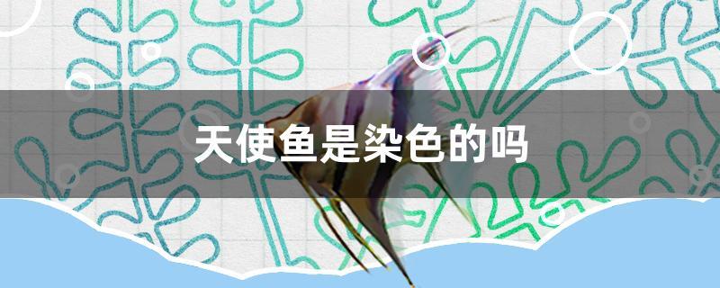 天使鱼是染色的吗