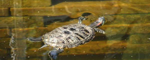 为什么乌龟喜欢在干净的水里拉屎，乌龟拉稀什么原因
