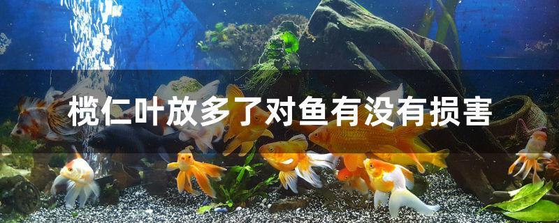 榄仁叶放多了对鱼有没有损害