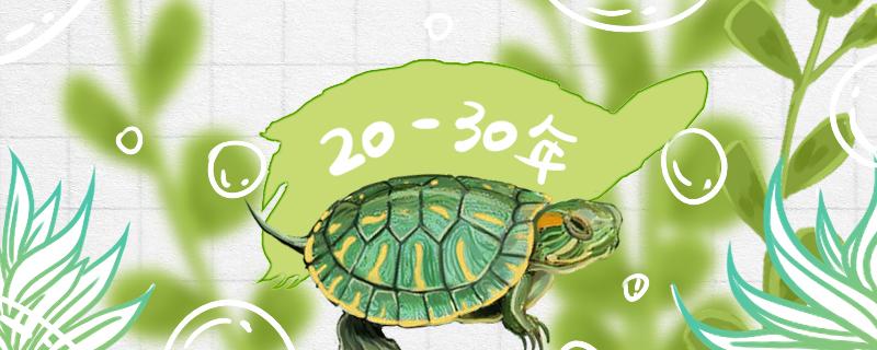 What is the longest life span of red-eared turtles and how long can they grow at most