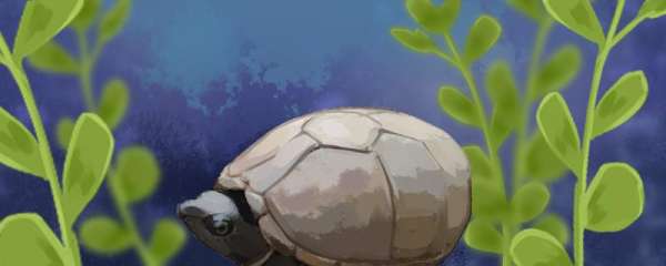 麝香蛋龟的饲养环境，喂食方法