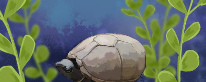 麝香蛋龟能长多大能活多久