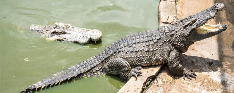 Do you need a heating rod to raise crocodiles? What else do you need