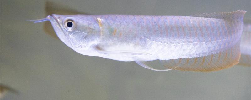 Silver Arowana will die if it doesn't eat for a few days. How often is it appropriate to feed it once