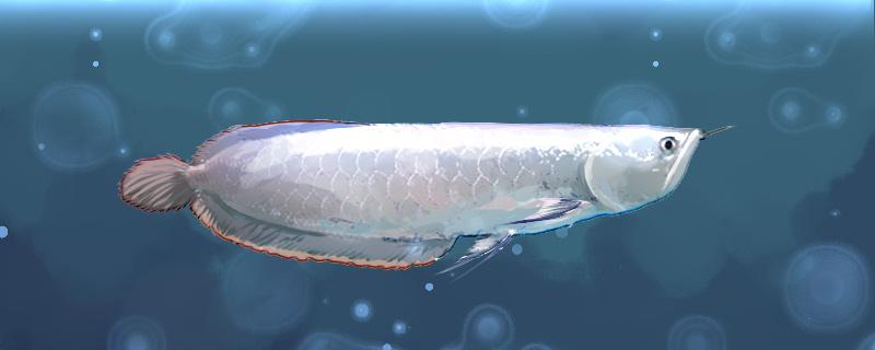 How big can silver arowana be raised and reproduced