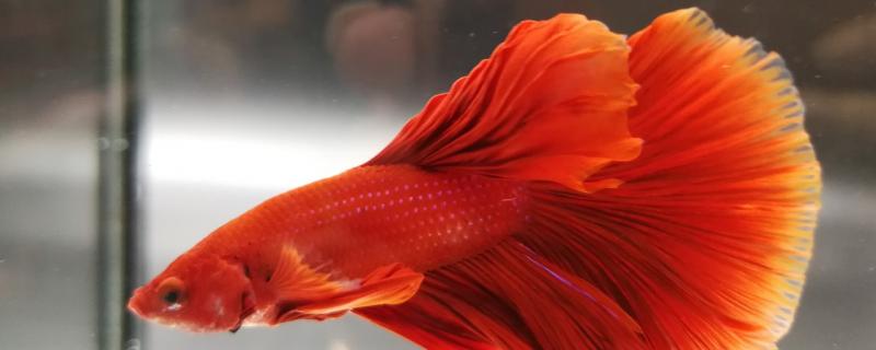 How long does it take for Thai betta fish to fish and what should we pay attention to when breeding