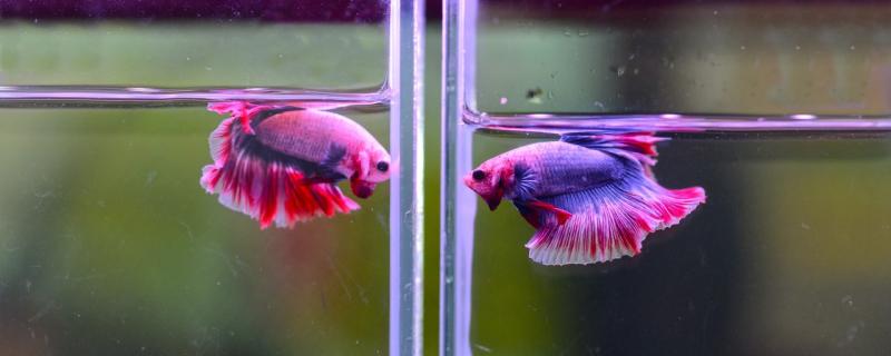 How to divide male and female fighting fish in Thailand? Can male and female raise together