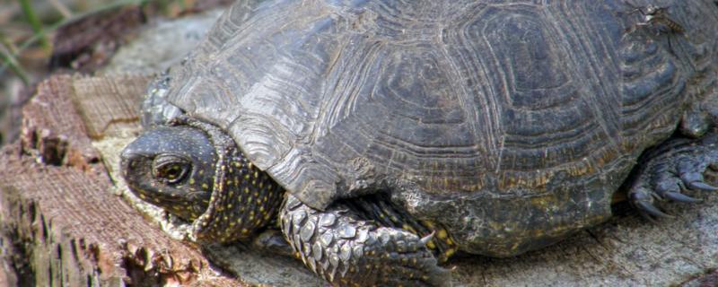 Tortoise body soft still can save, soft armor disease how to treat