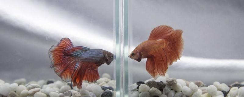 The reason why Thai betta fish does not show its tail, how can it show its tail
