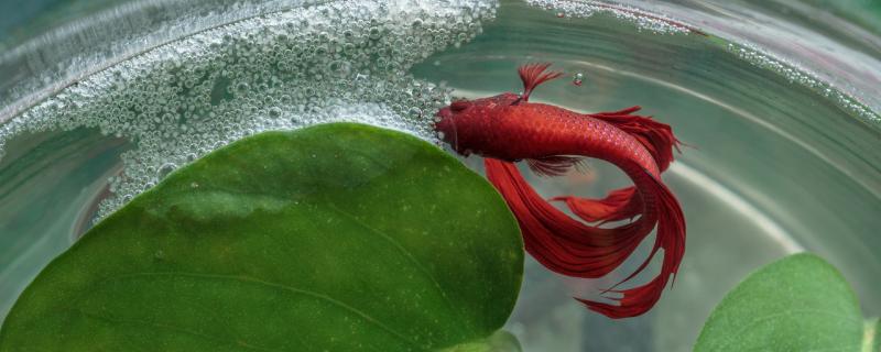 Can Thai fighting fish be mixed with goldfish or koi fish