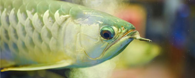 What is the reason for the drooping eyes of Arowana and how to do it