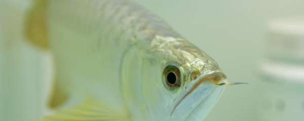 金龙鱼每天开灯多长时间，每天打氧多长时间