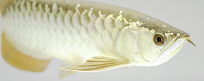 The best water quality and temperature for raising Arowana