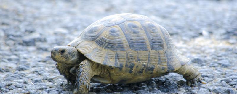 Turtle eyes swollen can self-healing, white eye disease how to treat