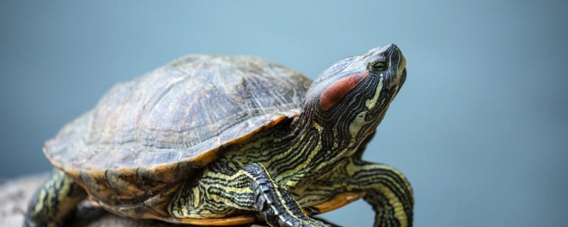 乌龟一般什么时候吃东西，怎么给它喂食