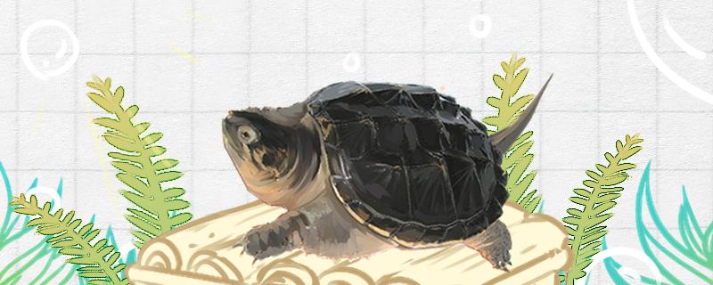Which turtles can be raised in deep water, and what kinds of deep water turtles are there