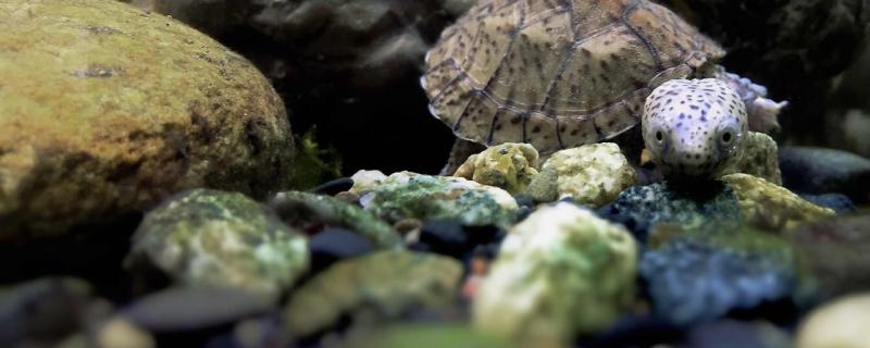 深水蛋龟有哪些品种，哪些深水蛋龟可以养