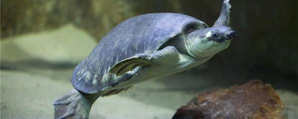 什么龟是深水龟，哪些龟适合深水养