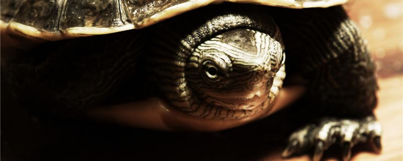 水龟能长多大，养水龟要注意什么