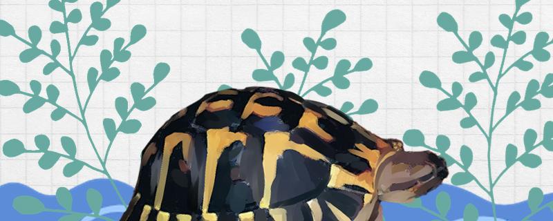 在中国北方适合养的陆龟，陆龟和水龟有什么区别