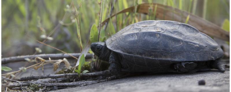 Do young turtles need to bask in their backs? What's the use of basking in their backs