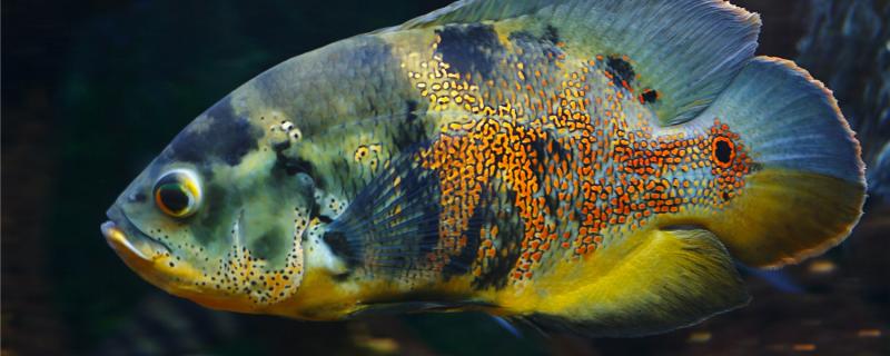 地図魚はどのくらいの頻度で繁殖し、どのように繁殖するのか