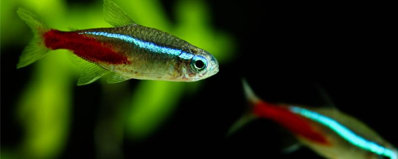 信号機の魚の寿命、繁殖の期間