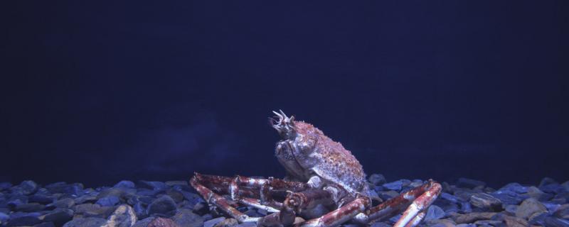 海里螃蟹能钓到吗，爱吃什么饵料