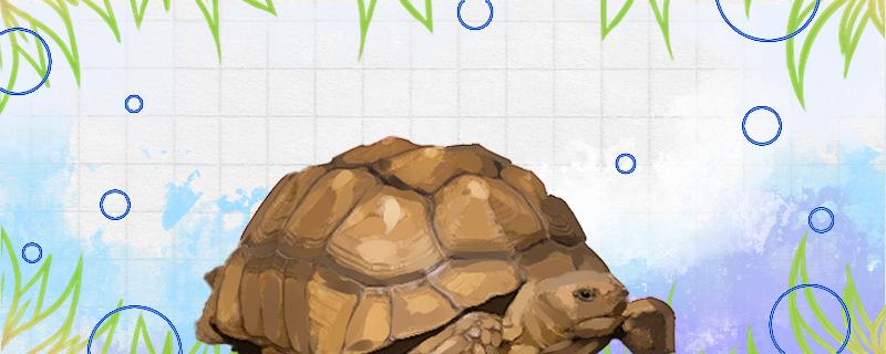 What food does the Sutatari tortoise eat and how to feed it