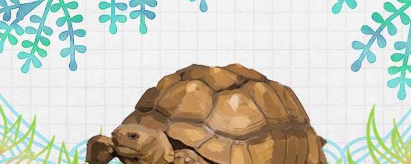 苏卡塔尔陆龟会冬眠吗，冬眠有什么好处