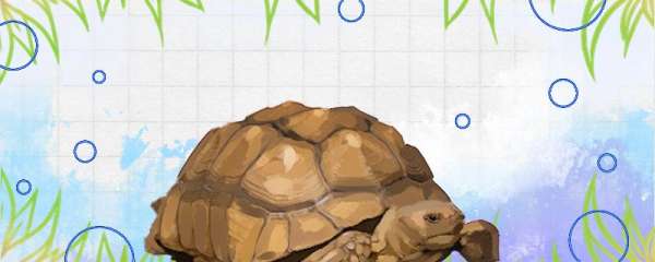 苏卡塔尔陆龟是保护动物吗，为什么陆龟不能养