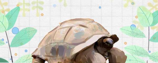 亚达伯拉象龟寿命，为什么龟寿命长