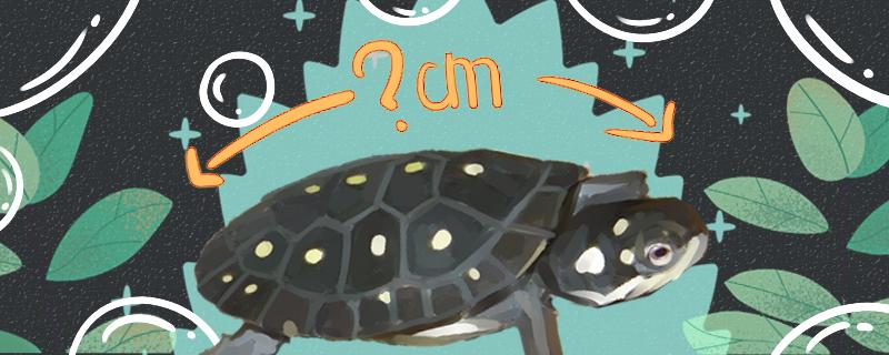 星点水龟怎么养养星点水龟要注意什么 印尼三纹虎