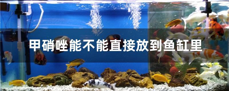 甲硝唑能不能直接放到鱼缸里
