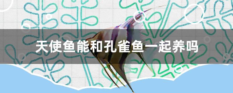 天使鱼能和孔雀鱼一起养吗 祥龙水族护理水