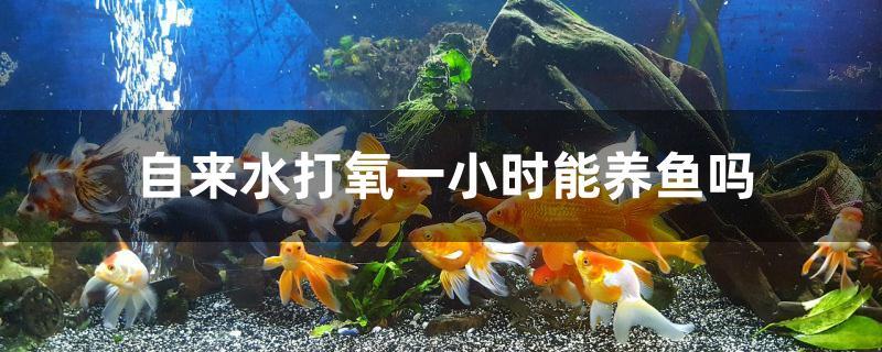 自来水打氧一小时能养鱼吗 申古银版鱼