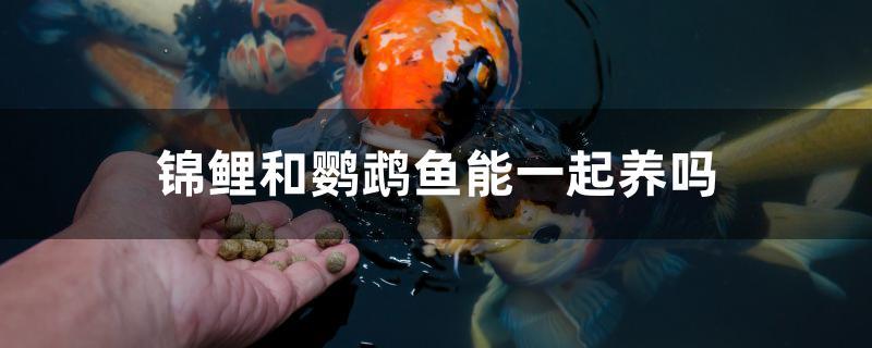 锦鲤和鹦鹉鱼能一起养吗 祥龙水族护理水