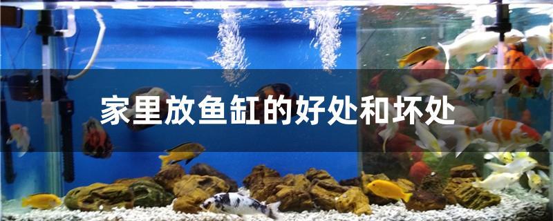 家里放鱼缸的好处和坏处 全国水族馆企业名录