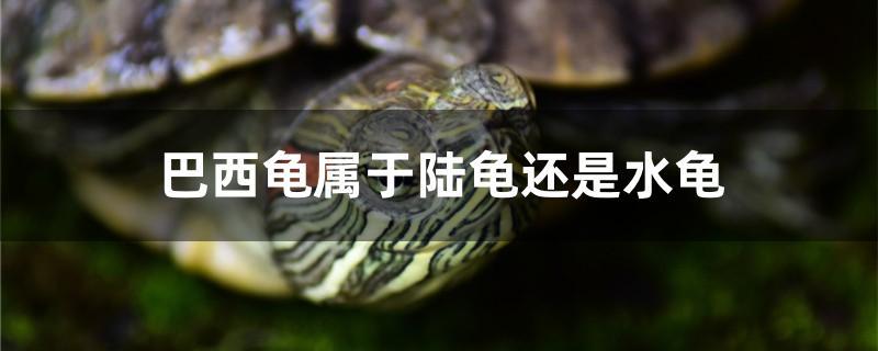 巴西龟属于陆龟还是水龟 祥龙水族滤材/器材